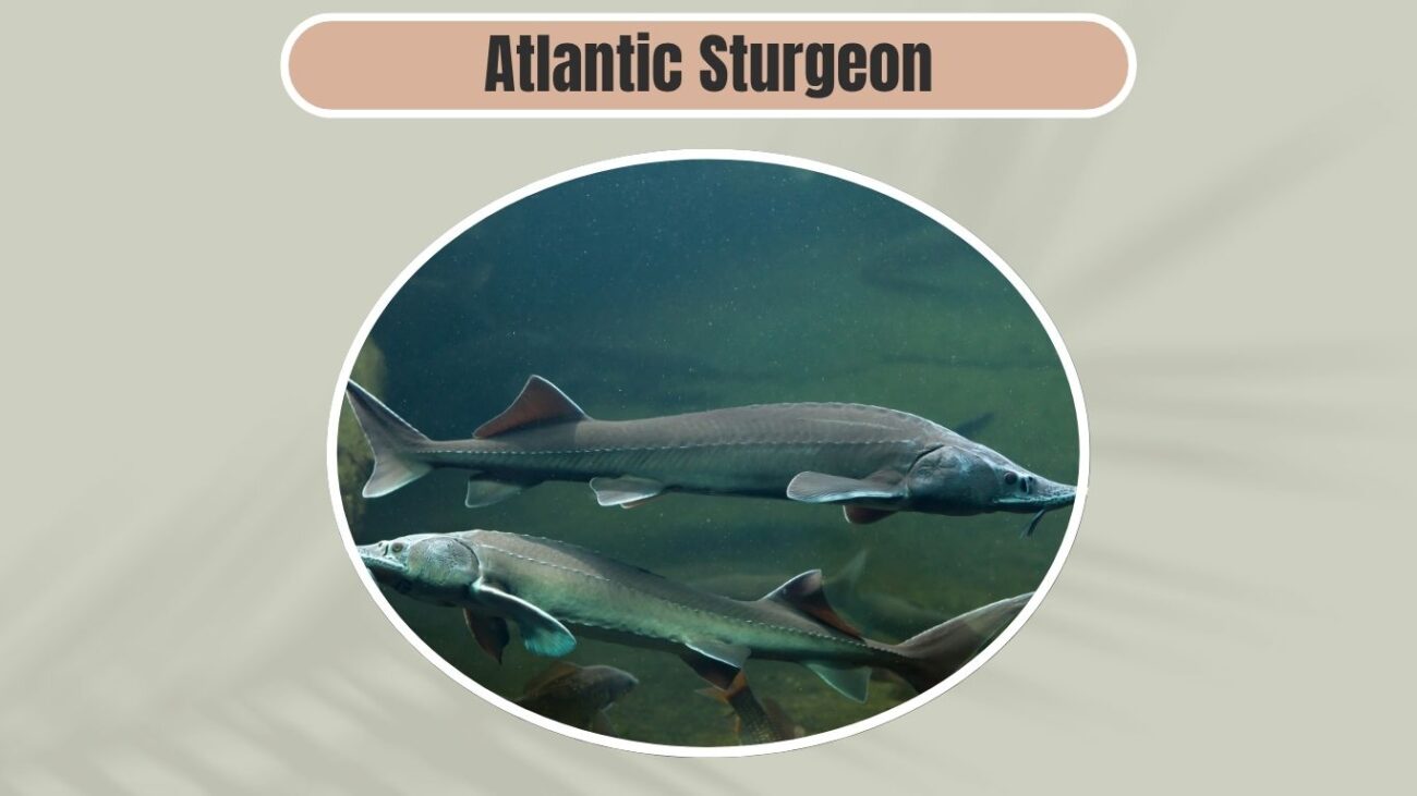 Atlantic Sturgeon
