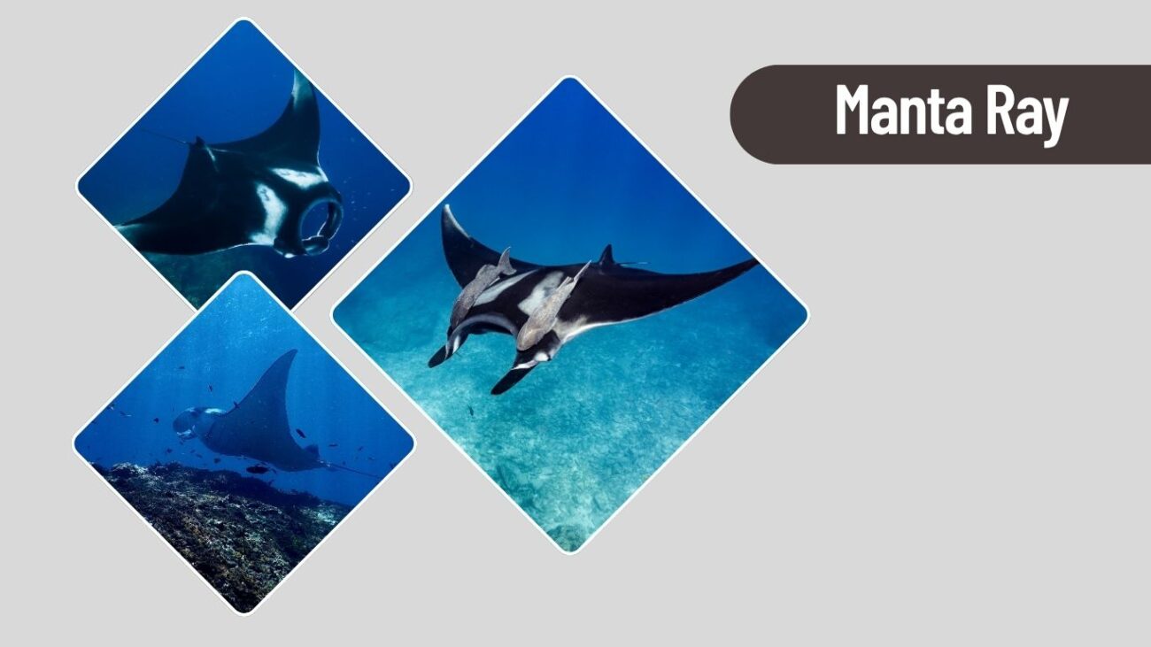 Manta Ray