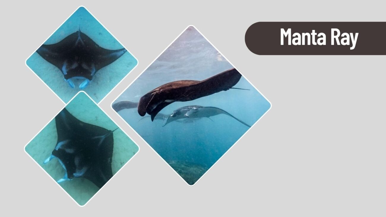 Manta Ray
