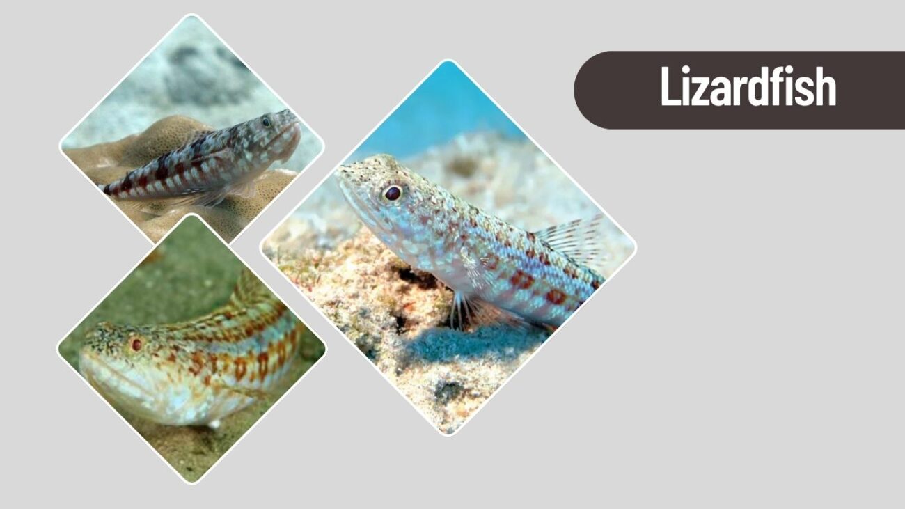Lizardfish