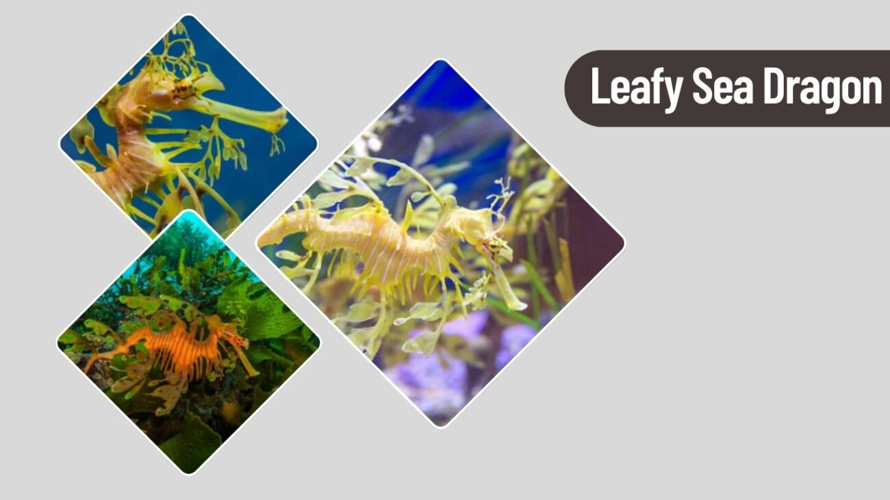 Leafy Sea Dragon