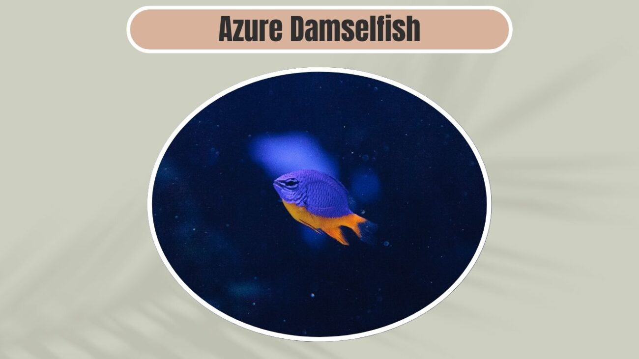 Azure Damselfish