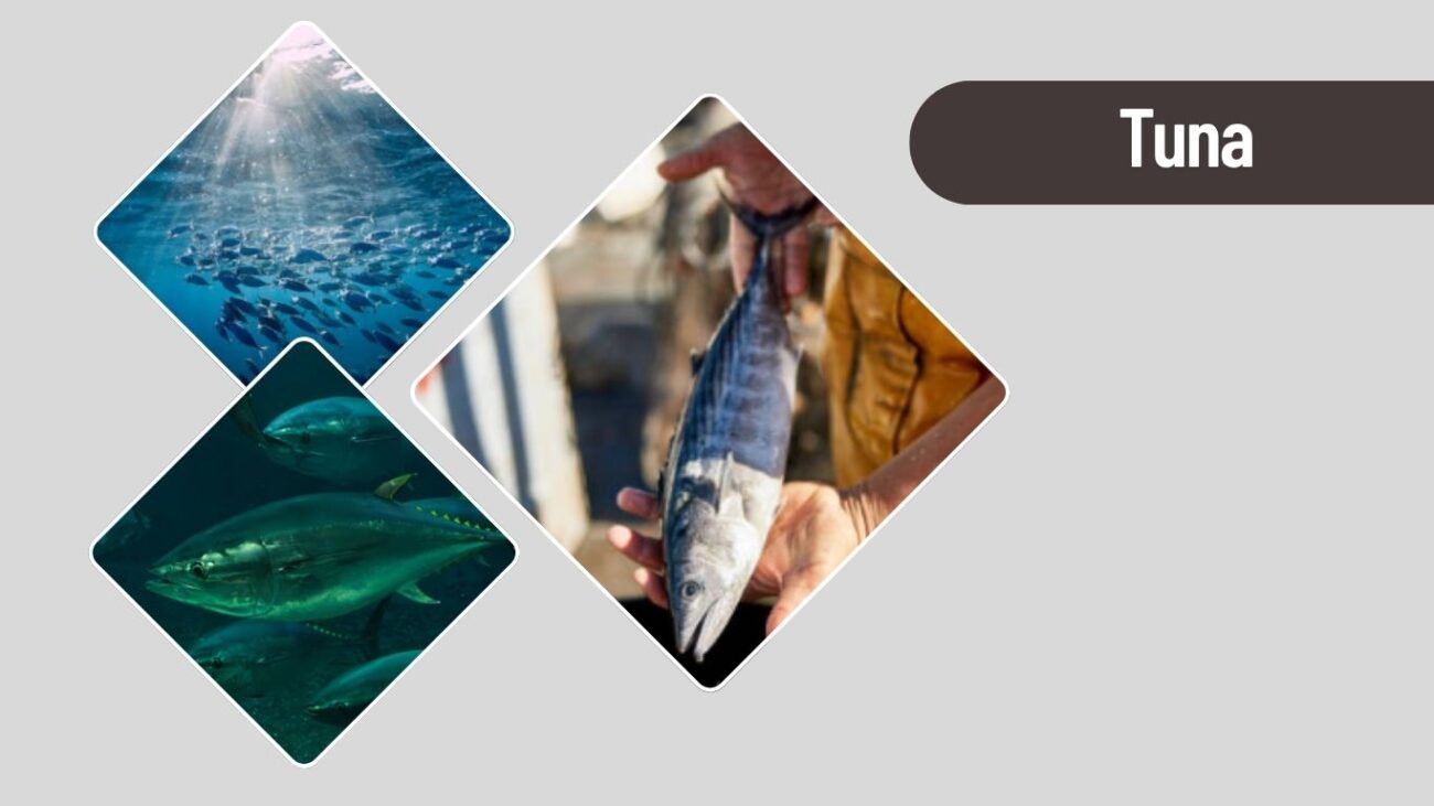 Tuna