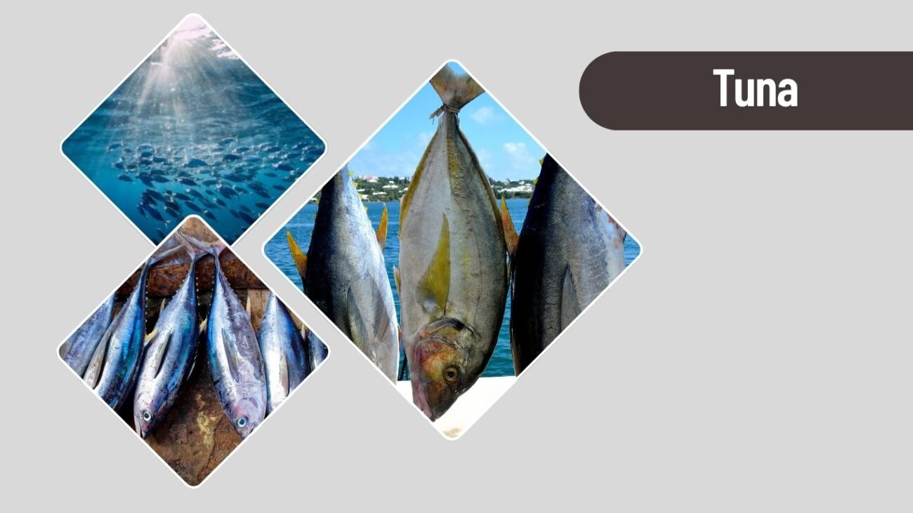 Tuna – Speedy Ocean Creature