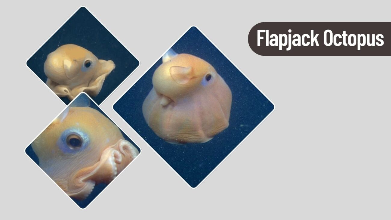 Flapjack Octopus