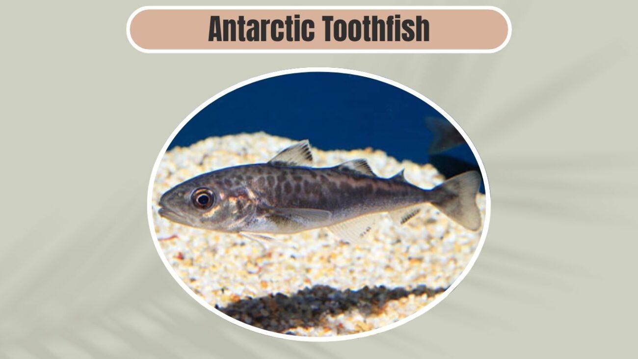 Antarctic Toothfish