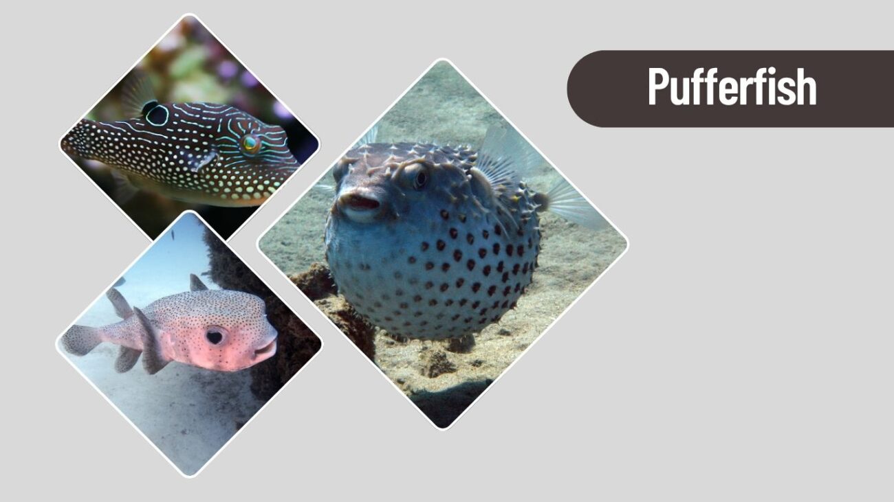 Pufferfish