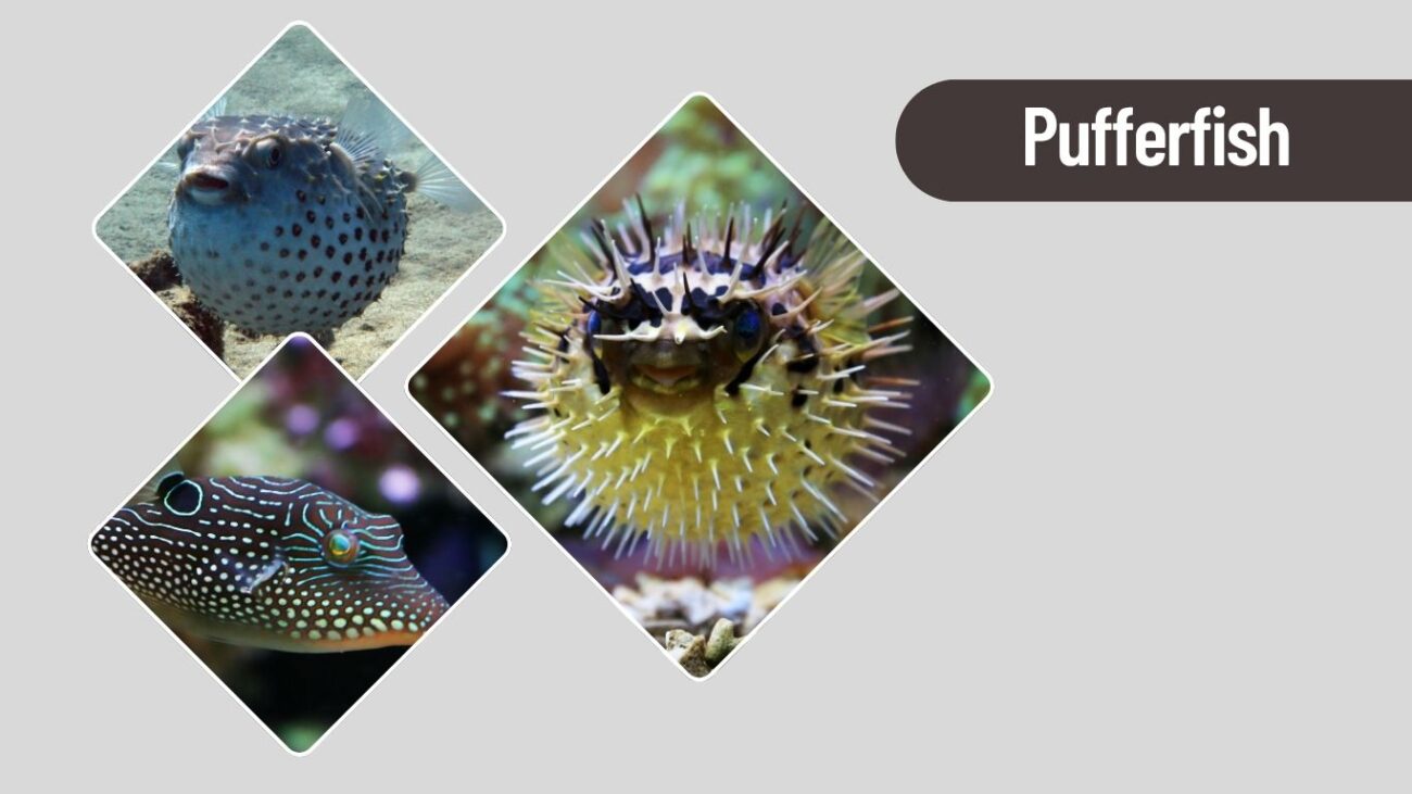 Pufferfish