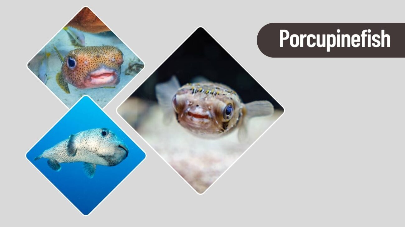 Porcupinefish