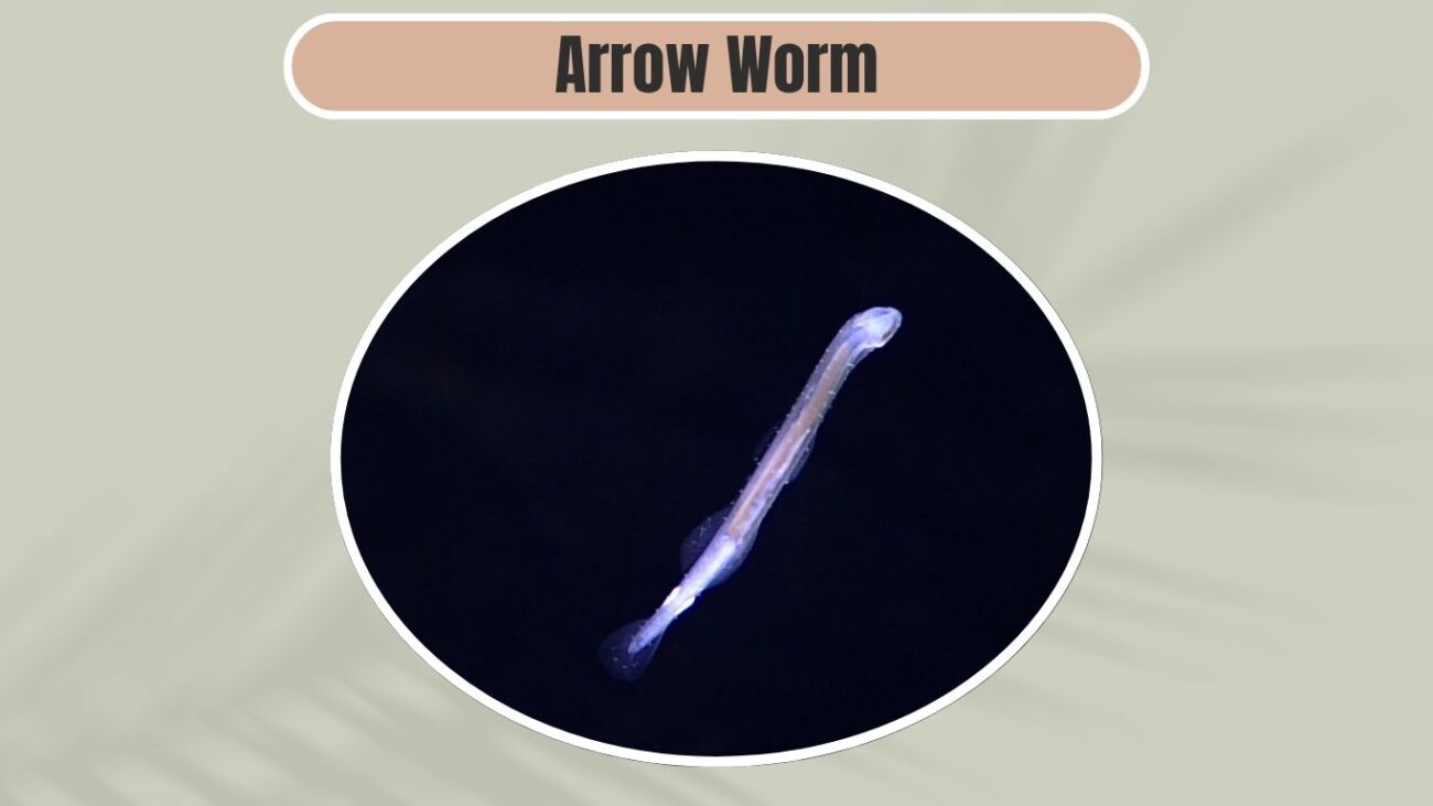 Arrow Worm