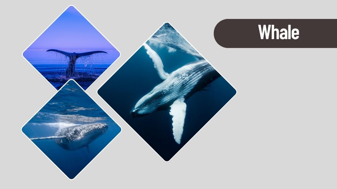 Whale