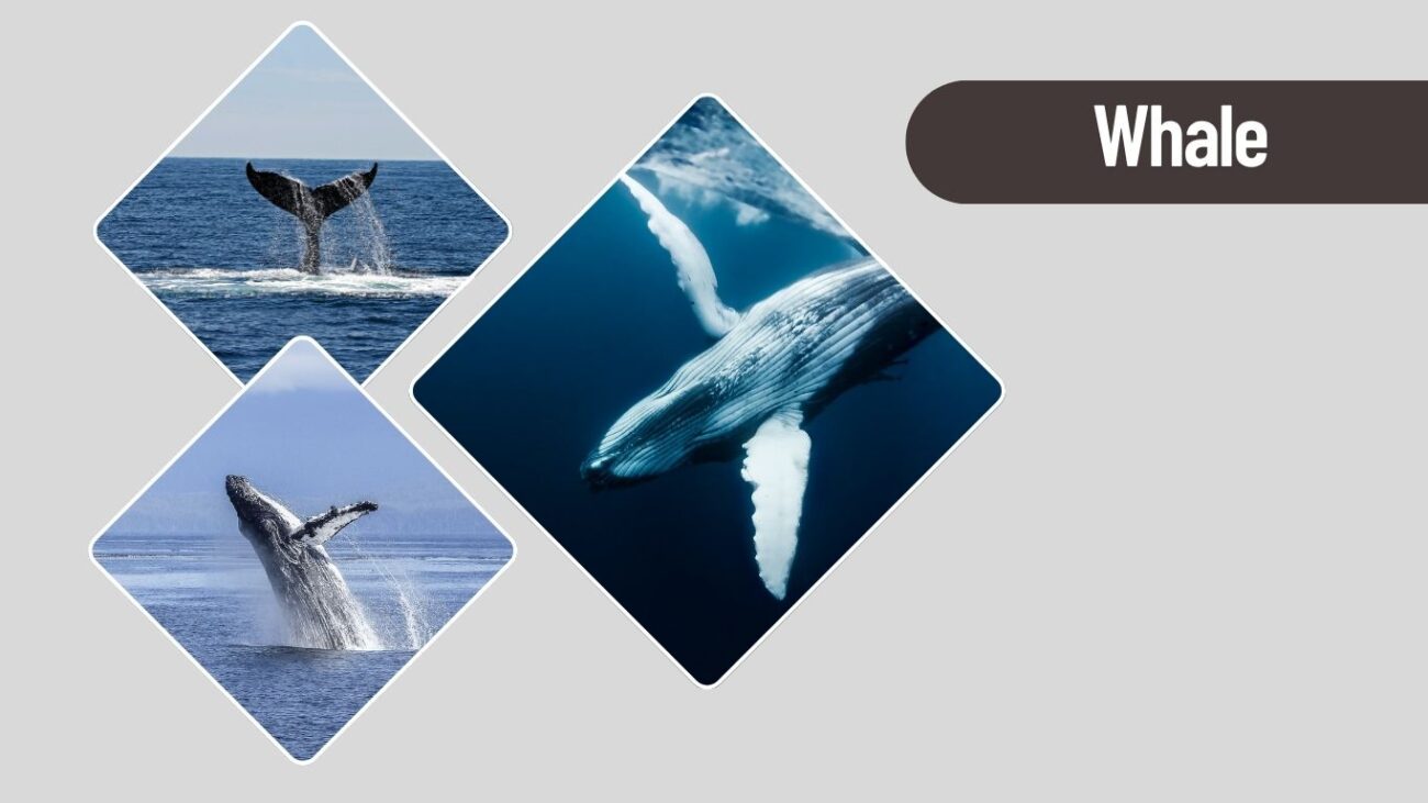 Whale – Majestic Ocean Creature