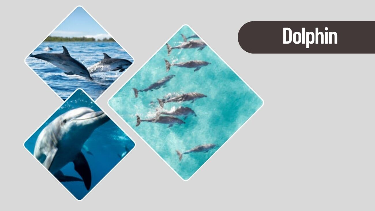 Dolphin