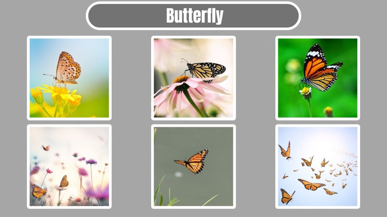 Butterfly