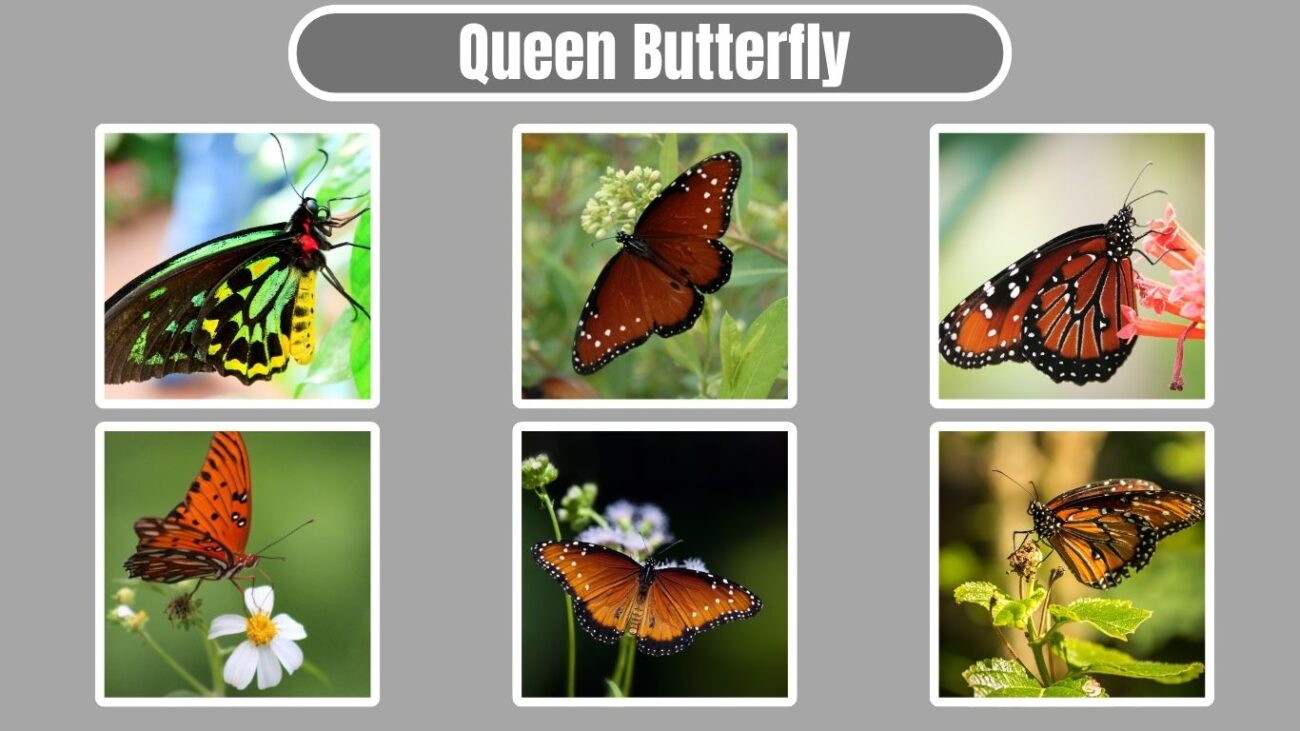Queen Butterfly