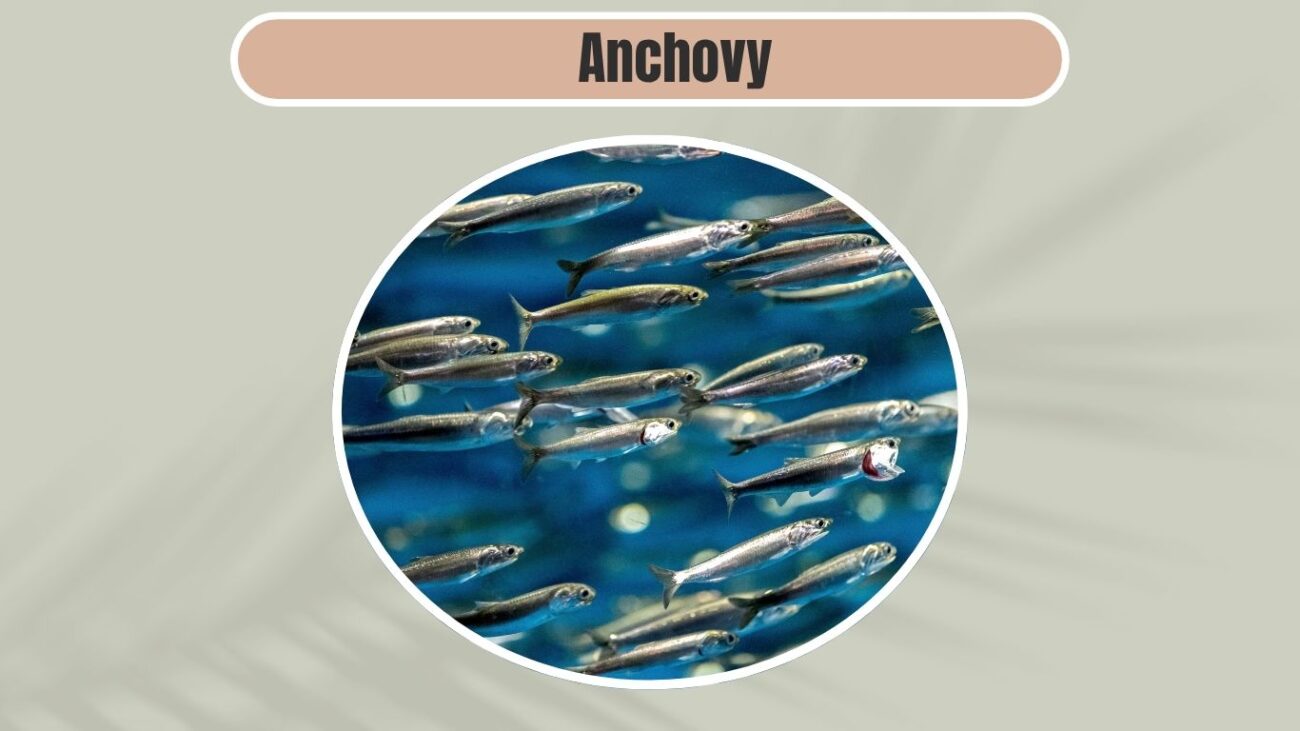 Anchovy