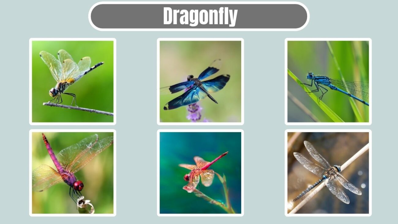 Dragonfly