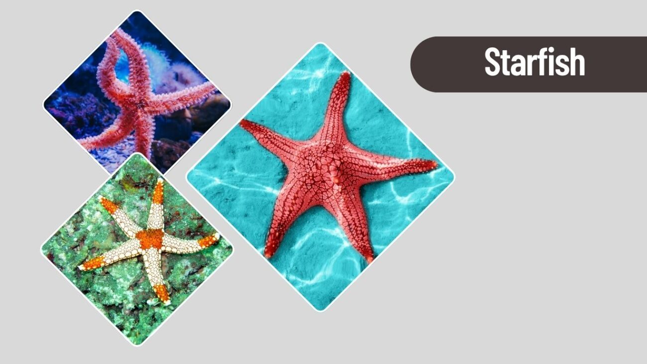 Starfish