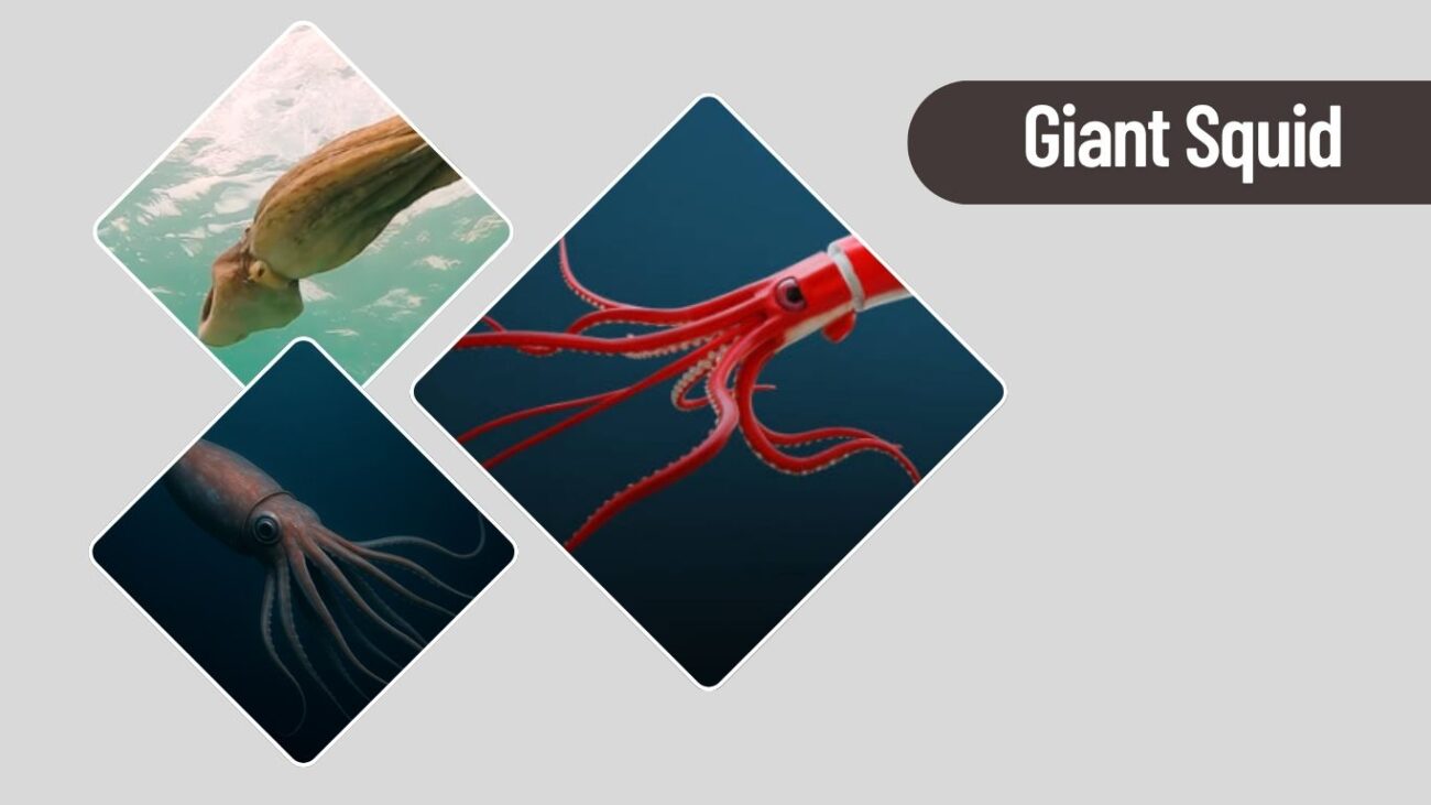 Giant Squid – Elusive Deep Sea Cephalopod