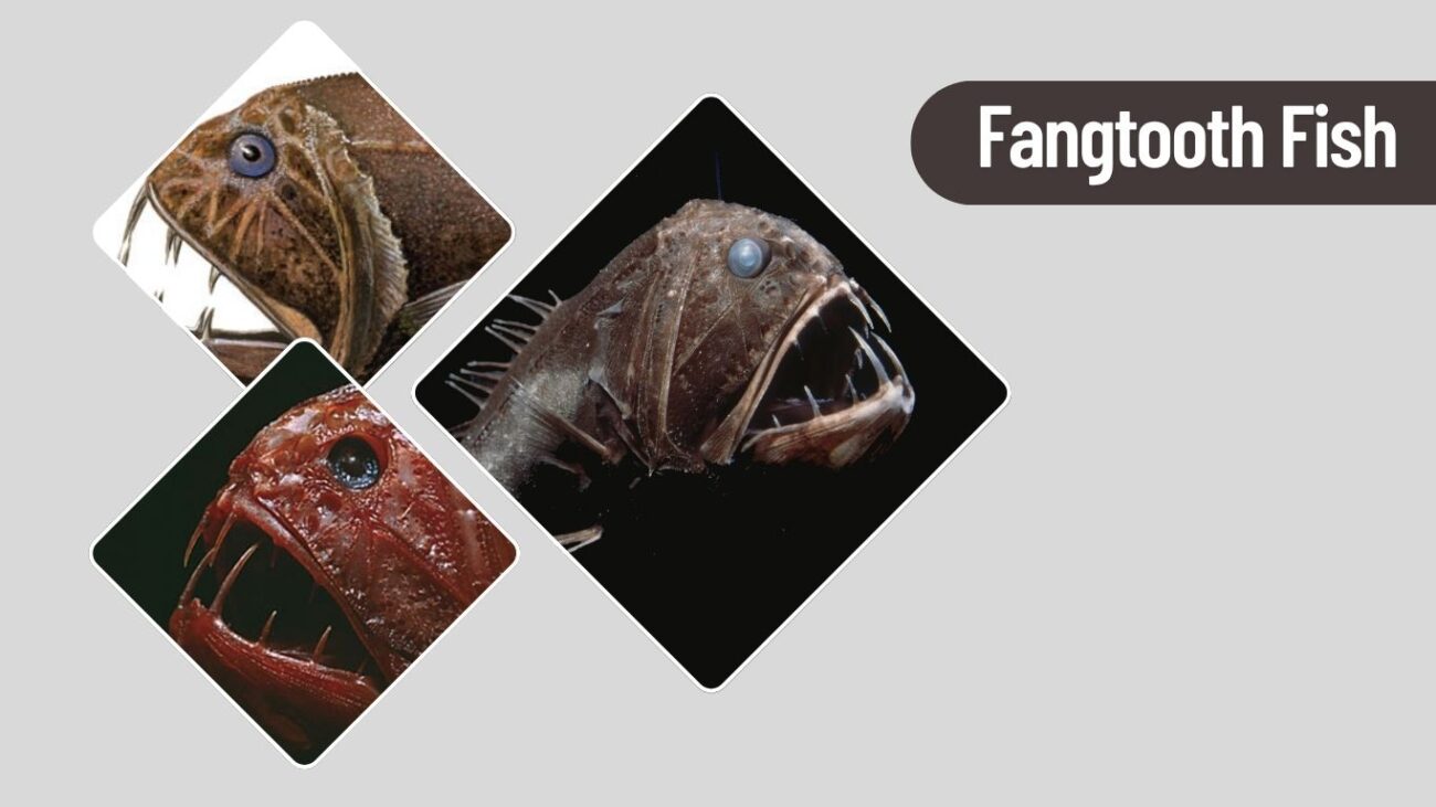 Fangtooth Fish – Ferocious Deep Sea Dweller