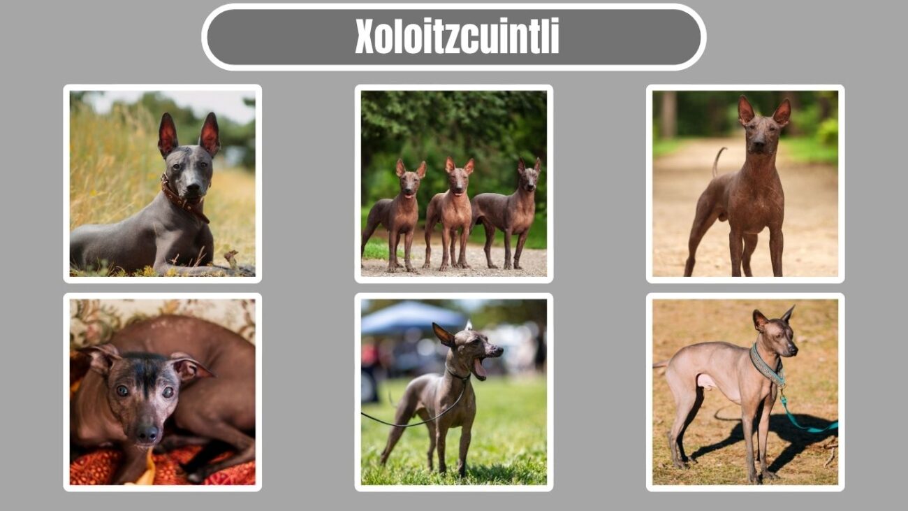 Xoloitzcuintli