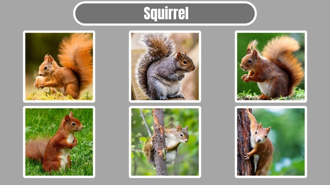 Squirrel