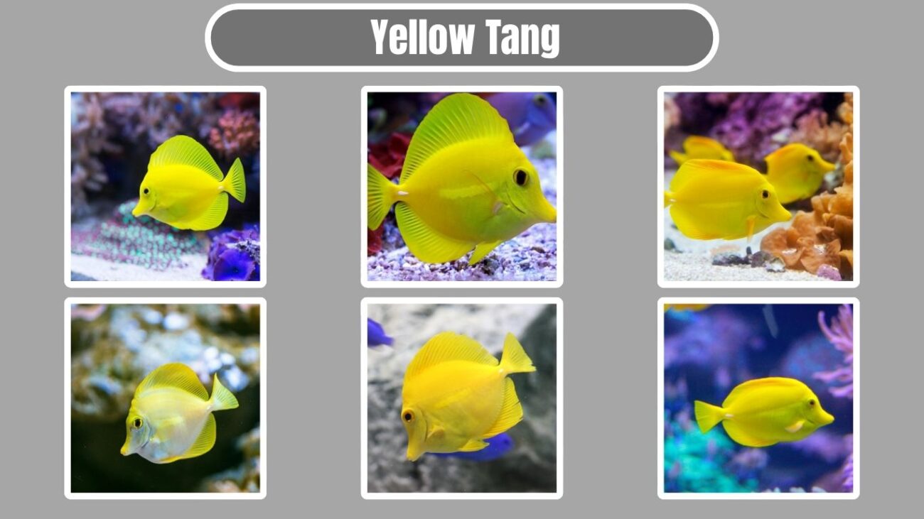 Yellow Tang