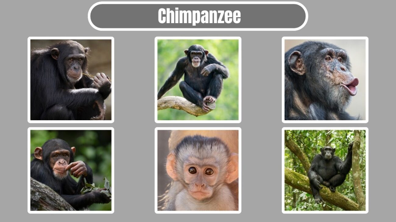 Chimpanzee