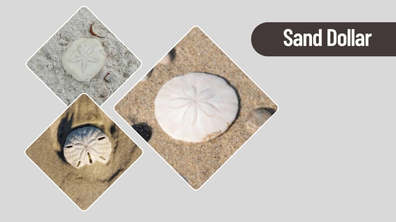 Sand Dollar