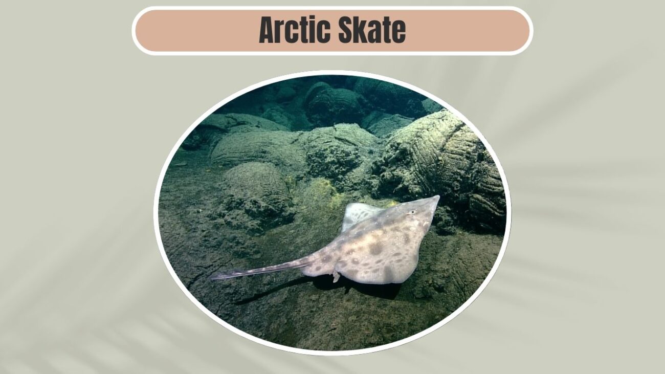 Arctic Skate