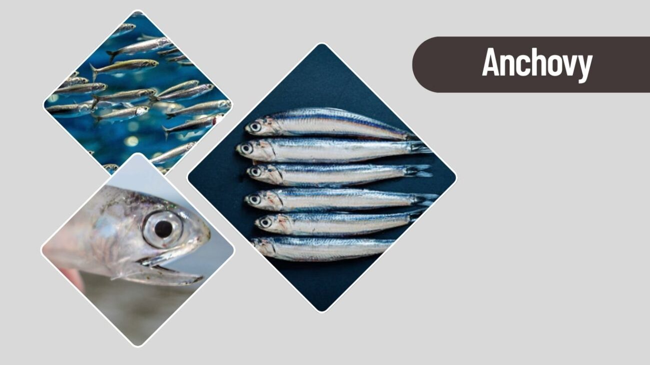 Anchovy