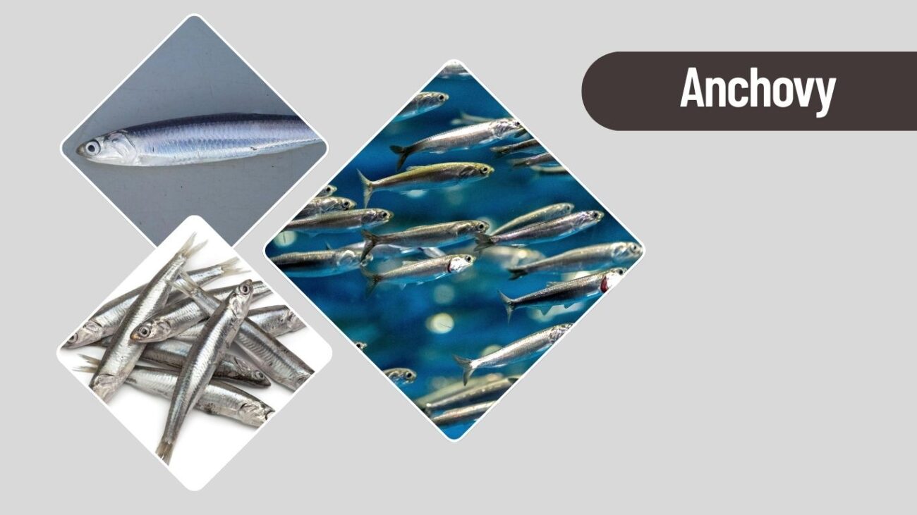 Anchovy – Schooling Ocean Creature