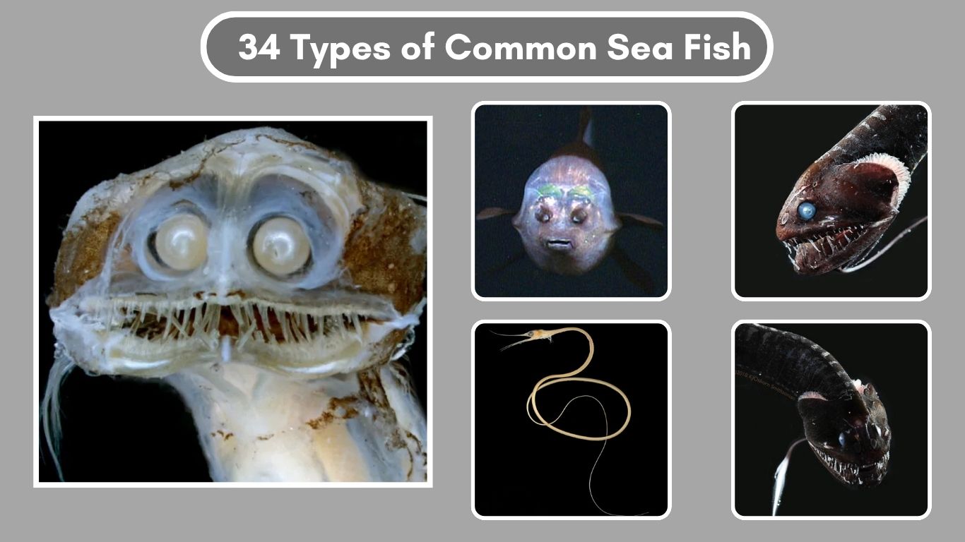 34 Types of Common Sea Fish