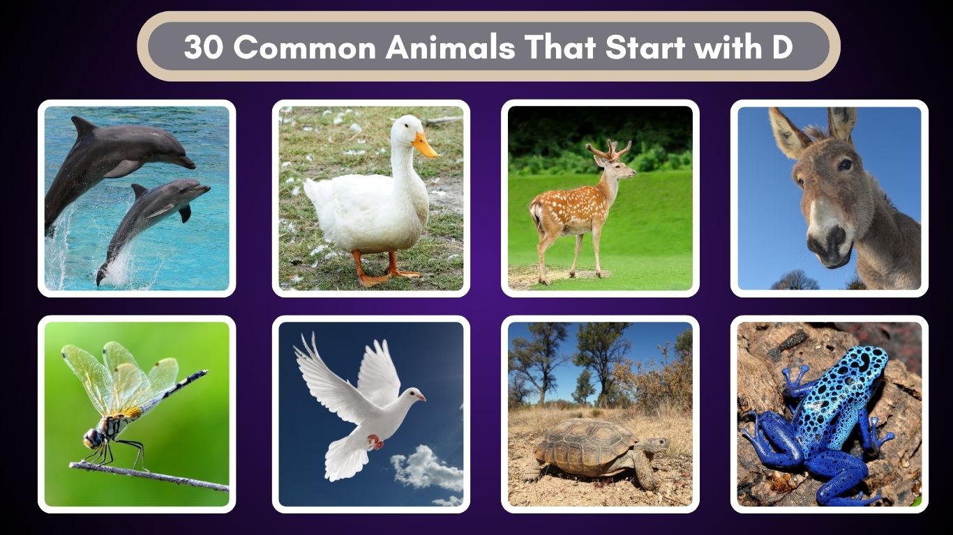 30 Common Animals That Start with D