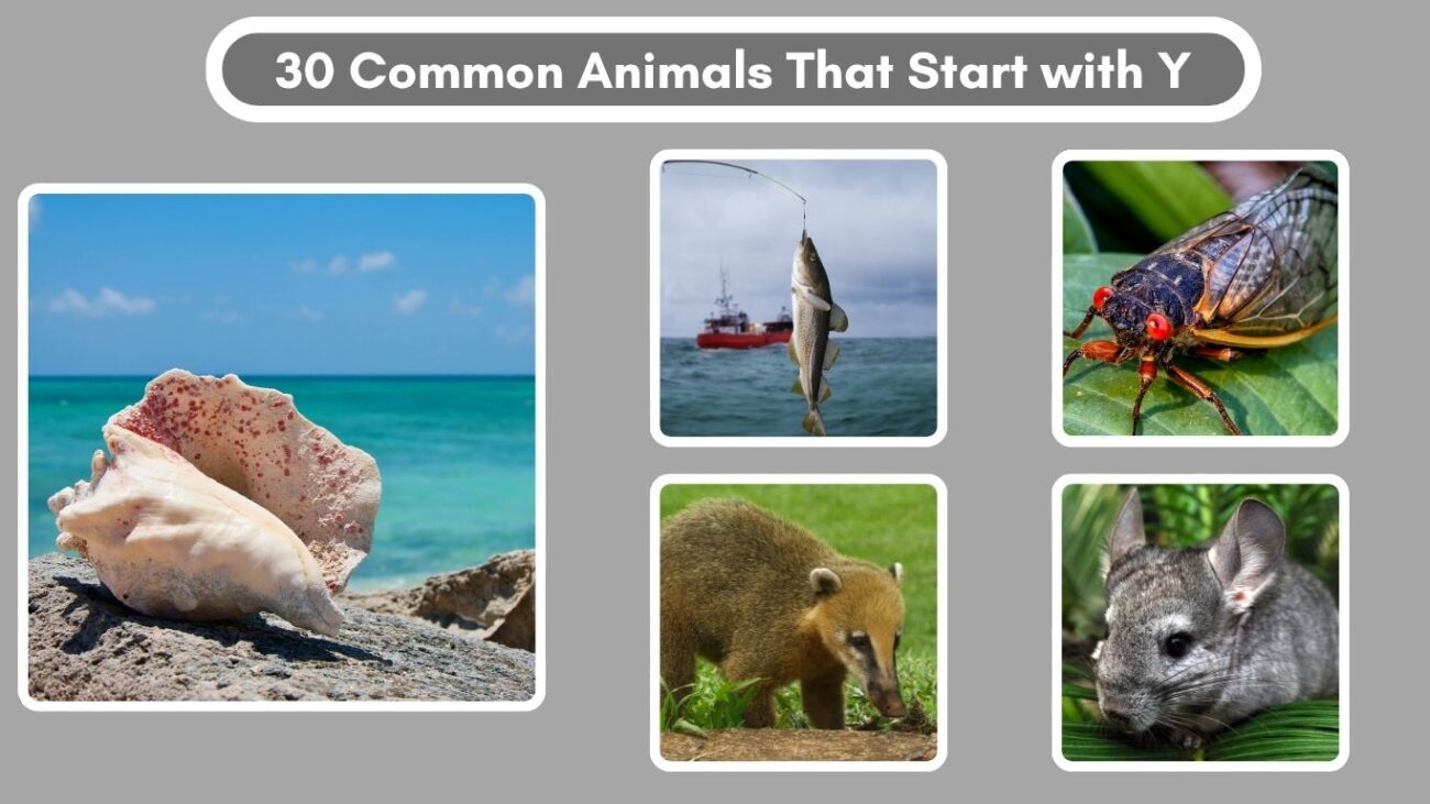 30 Common Animals That Start with C – Trtopten