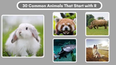 30 Animals That Start With R: Fun Facts & Pics