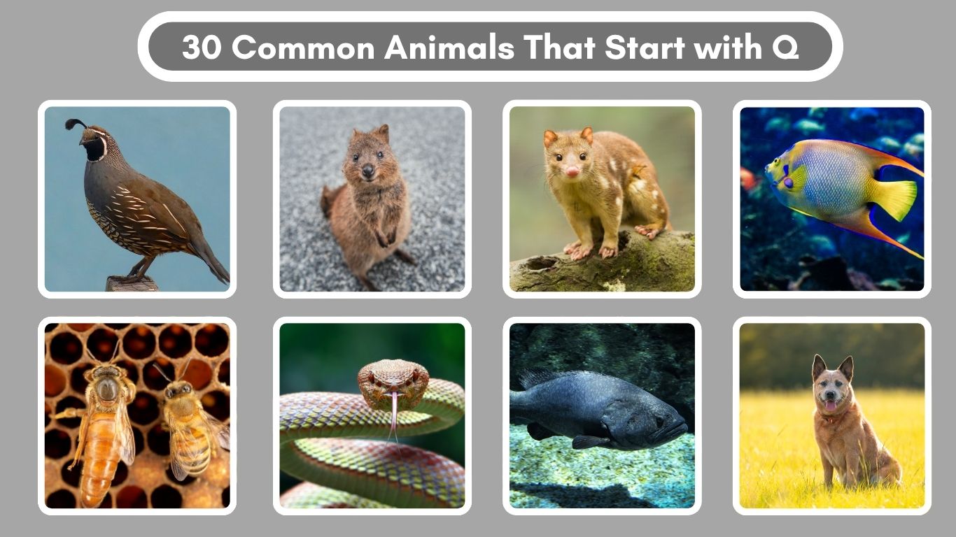 30 Common Animals That Start with Q