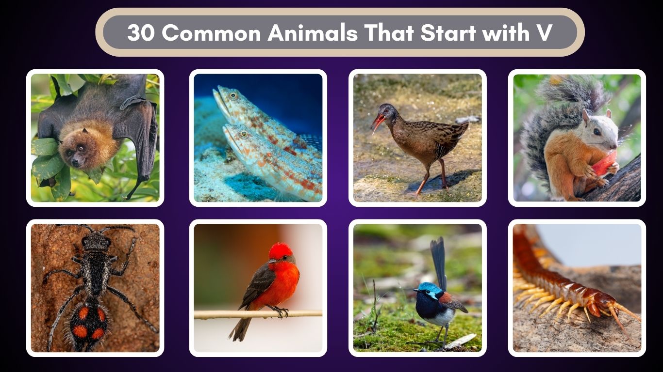 30 Common Animals That Start with V