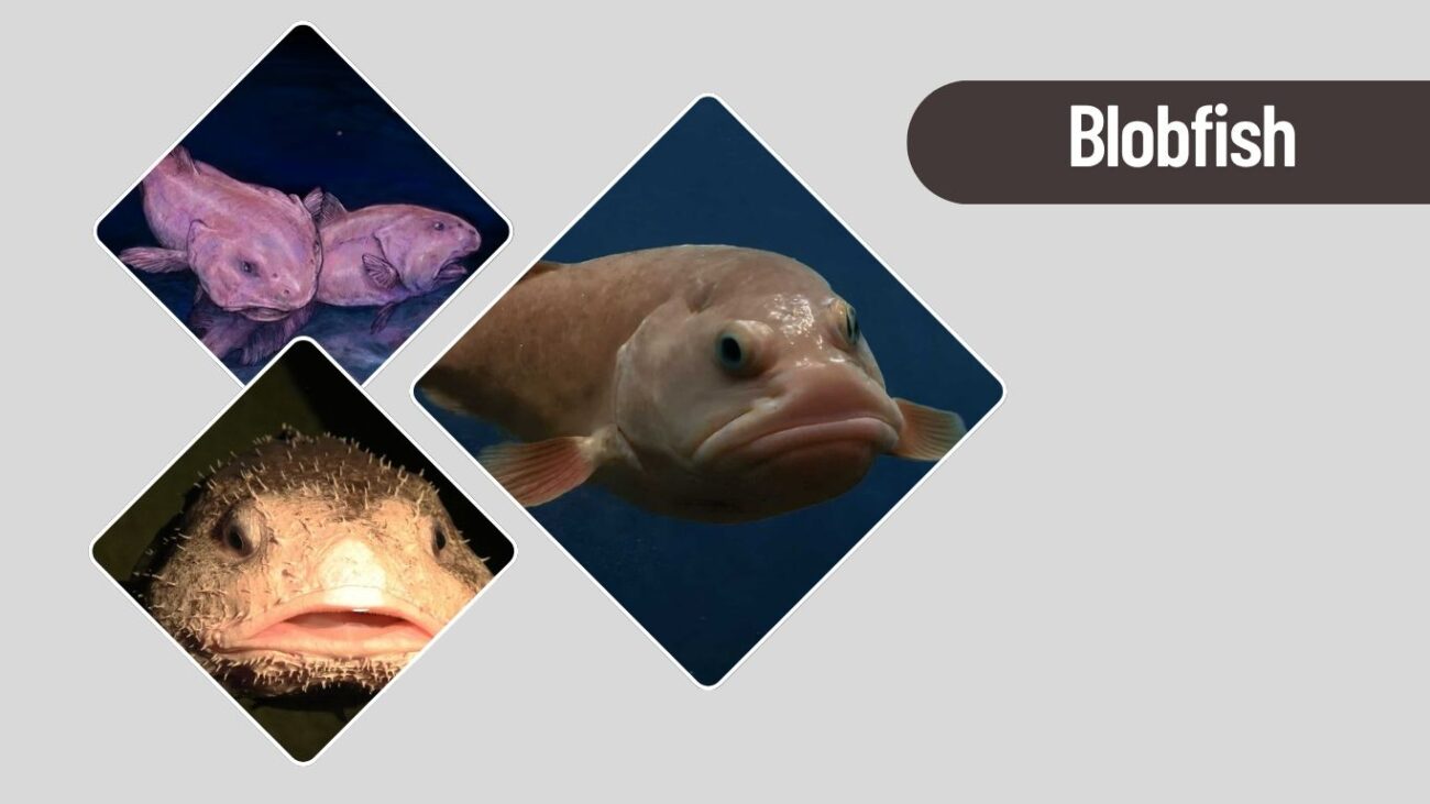 Blobfish