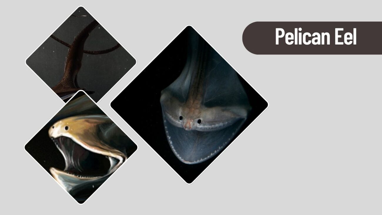 Pelican Eel
