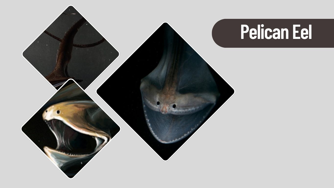 34 Types of Common Sea Fish You Should Know About Them – Trtopten