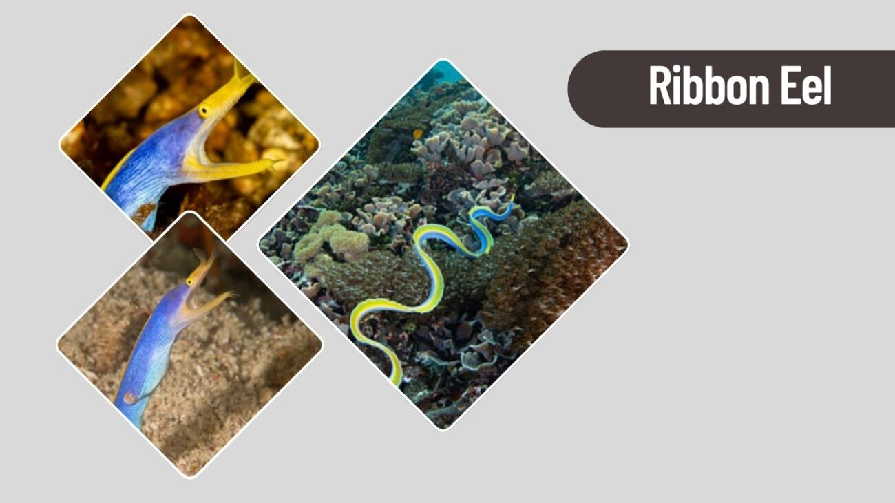 Ribbon Eel