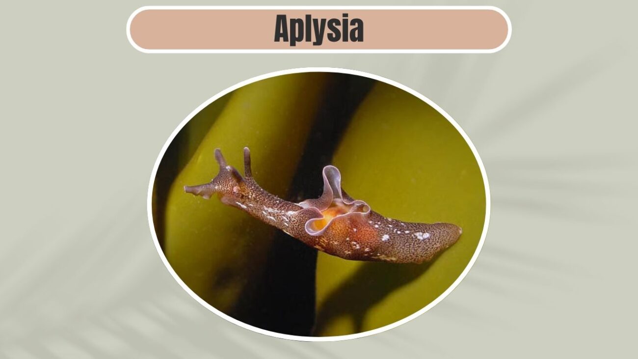 Aplysia