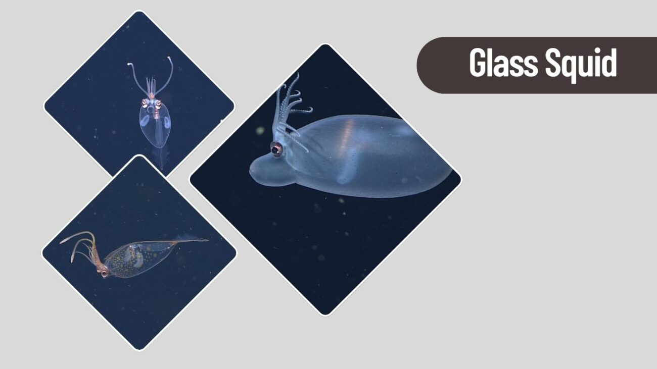 Glass Squid