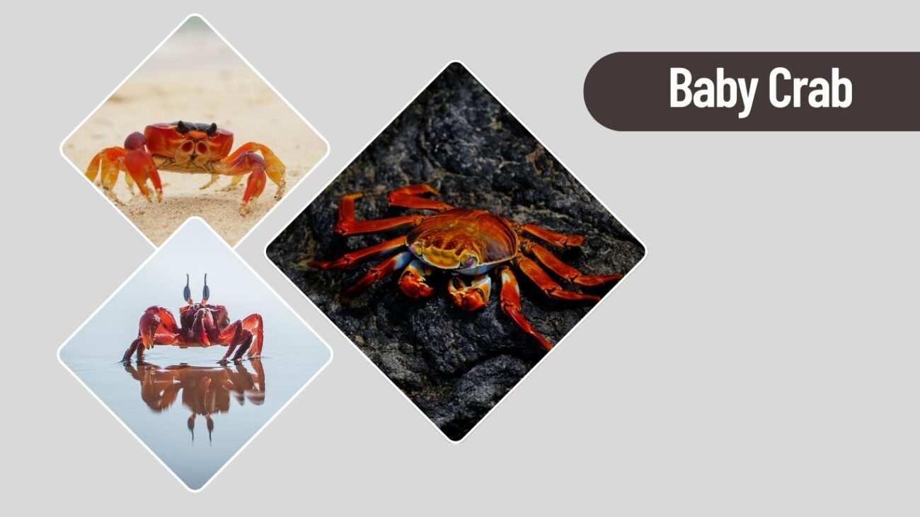 Baby Crab