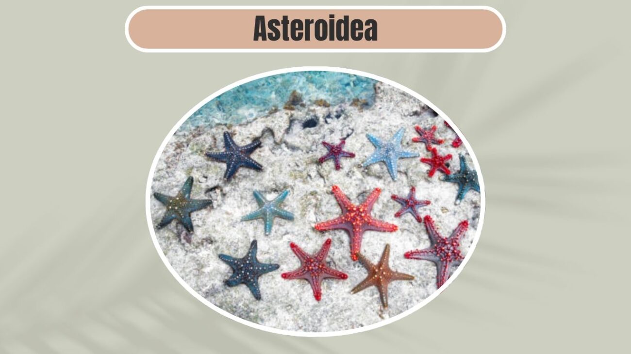Asteroidea