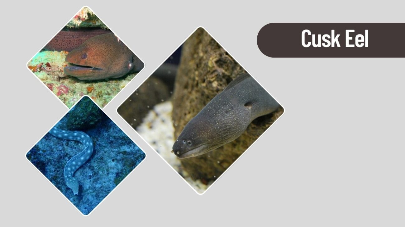 Cusk Eel