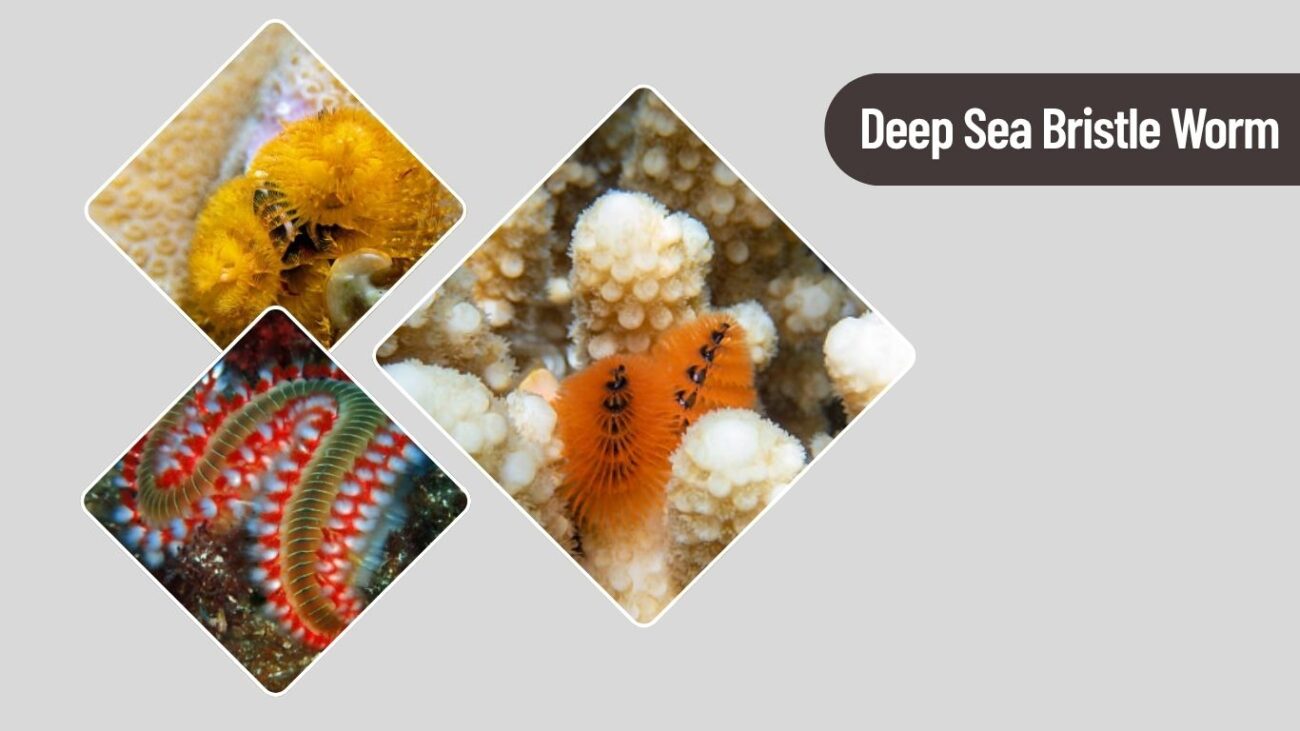 Deep Sea Bristle Worm