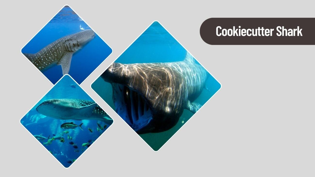 Cookiecutter Shark