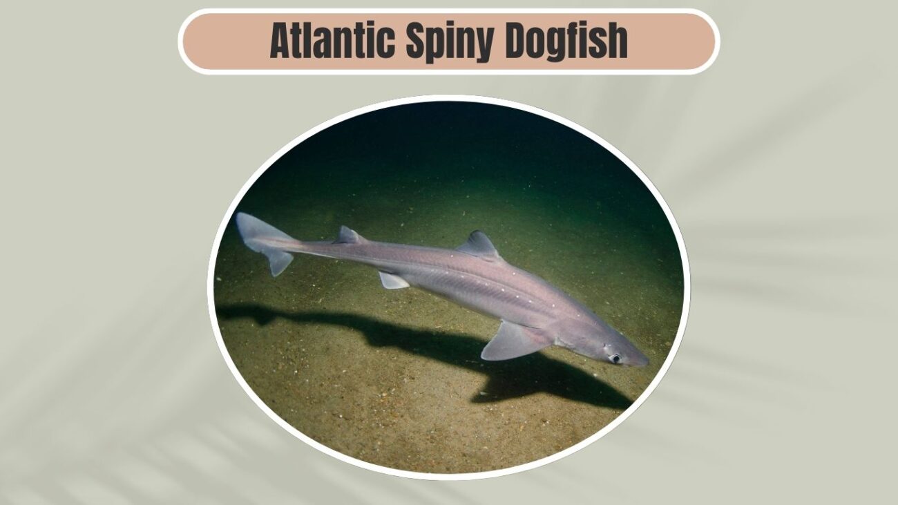 Atlantic Spiny Dogfish